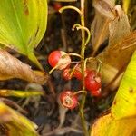 Convallaria majalisFruit