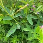 Desmodium canadense Blatt