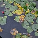 Nymphaea candida Лист