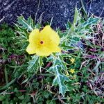 Argemone mexicana Flower