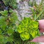 Euphorbia helioscopia Leht