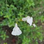 Salvia microphyllaÇiçek