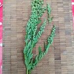 Chenopodium ficifolium Flower