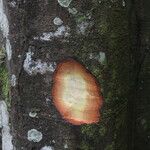 Cyrtogonone argentea Rinde
