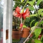 Hibiscus schizopetalus Flower