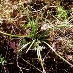 Isoetes durieui Habit