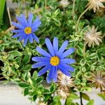Felicia amelloides Flower