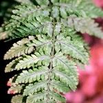 Dryopteris aemula Blad