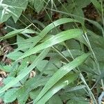 Elymus hystrix Folio