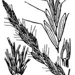 Helictochloa bromoides その他の提案