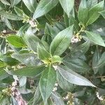 Myoporum laetum Blad