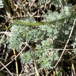 Artemisia frigida Blatt