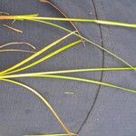 Juncus compressus Leaf