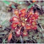 Drosera brevifolia Ліст