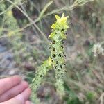 Sideritis montana Blomst