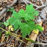 Aquilegia coerulea Foglia