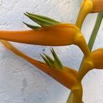 Heliconia latispatha Flor