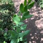 Osyris lanceolata Leaf