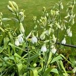 Ornithogalum candicans Flor
