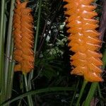 Calathea similis Flower