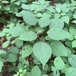 Laportea canadensis Leaf