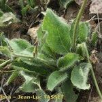Hieracium schmidtii Hoja
