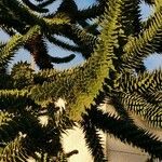 Araucaria araucana Blatt