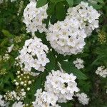 Spiraea × vanhouttei Flower