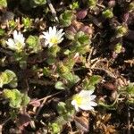 Cerastium pumilum Foglia