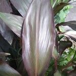 Cordyline fruticosaЛист