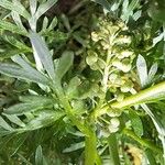Lepidium didymum 果実