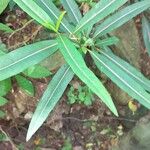 Barleria lupulina Leaf