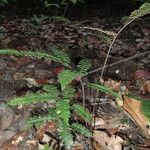 Adiantum vogelii Leaf