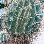 Ferocactus pilosus Агульны выгляд