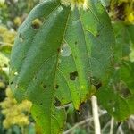 Heliocarpus americanus Лист