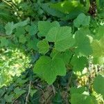 Ribes rubrum Leaf
