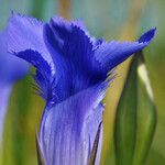 Gentianopsis virgata Flower