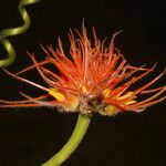 Gurania makoyana Floare