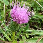 Cirsium acaulon अन्य