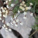 Ptychotis saxifraga Flower