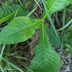 Elephantopus carolinianus Leaf