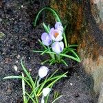 Crocus vernus অভ্যাস