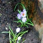 Crocus vernus 整株植物