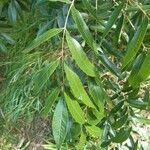 Carya aquatica Liść