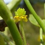 Ranunculus ophioglossifolius 果