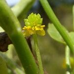 Ranunculus ophioglossifolius Fruchs