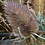 Dipsacus sativus Плод