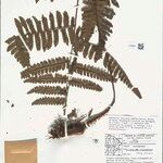 Cyathea surinamensis Лист
