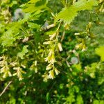 Ribes americanum Flower
