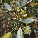 Lithraea molleoides Fruto